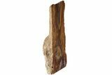 Free-Standing, Polished Petrified Wood - Madagascar #184974-2